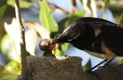 Willie WagTail nest | BIRDS in BACKYARDS