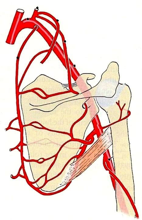 Arteries of anastomosis Diagram | Quizlet