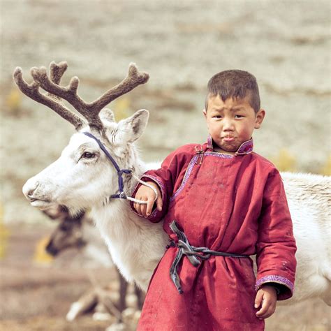 Reindeer - Species Information - The British Deer Society