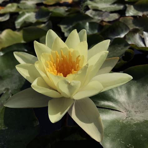 Nymphaea Marliacea Chromatella Yellow Hardy Water Lily