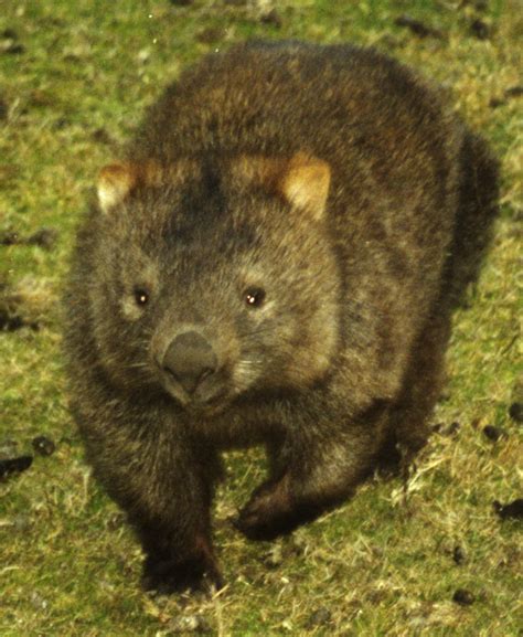 Common Wombat 2002 Common Wombat Vombatus Ursinus Naraw Flickr