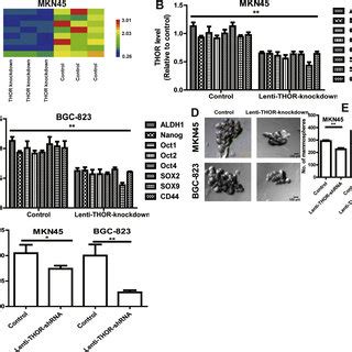 Expression Of Lncrna Thor Is Significantly Increased In Gastric Cancer