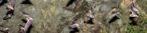 Gray bats at Sauta Cave National Wildlife Refuge | FWS.gov