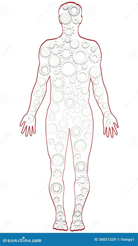 Anatomie Masculine De Corps Humain Avec Des Vitesses Illustration Stock