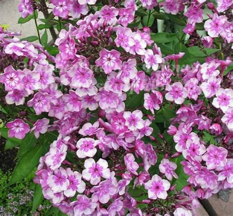 Выращивание флоксов (50 фото): сорта, посадка и уход, размножение ...