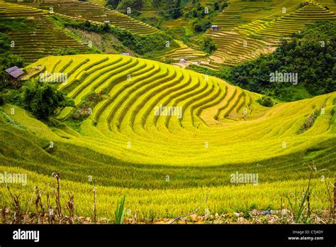 Rice Terraces in Vietnam Stock Photo - Alamy