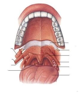 Muscles Of The Soft Palate Diagram Quizlet