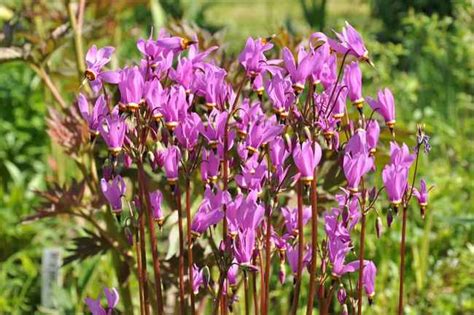Додекатеон (Dodecatheon meadia) 350 руб, купить, фото, описание