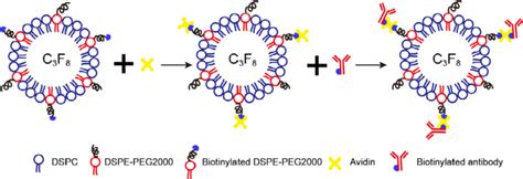 The Scheme Of Biotin Avidin Biotin Linking Biotinylated Nbs And