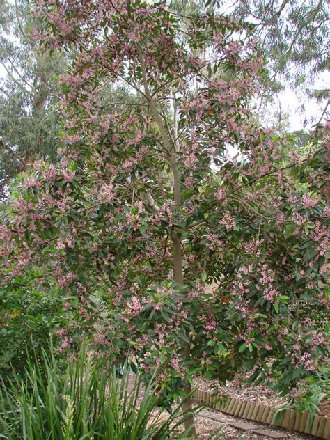 Elaeocarpus Reticulatus General View Of Tree In Full Flowe Flickr