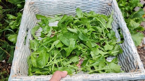 Cómo Sembrar Semillas de Arugula De siembra a cosecha YouTube