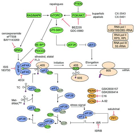 Schematic Overview Of Regulation Of Mrna Translation And Targeting