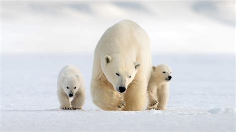 Nature - Snow Bears - Twin Cities PBS