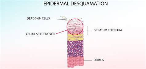 Relationship between dead skin cells and dust | Happiest Health