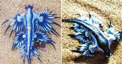 Mysterious Sea Monsters Wash Up On Beach In Their Hundreds Daily Star