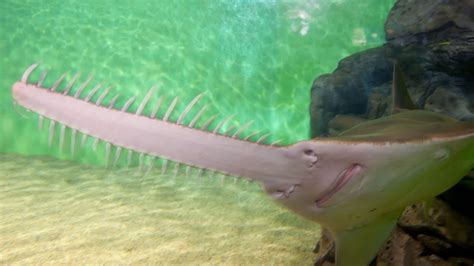 Smalltooth Sawfish