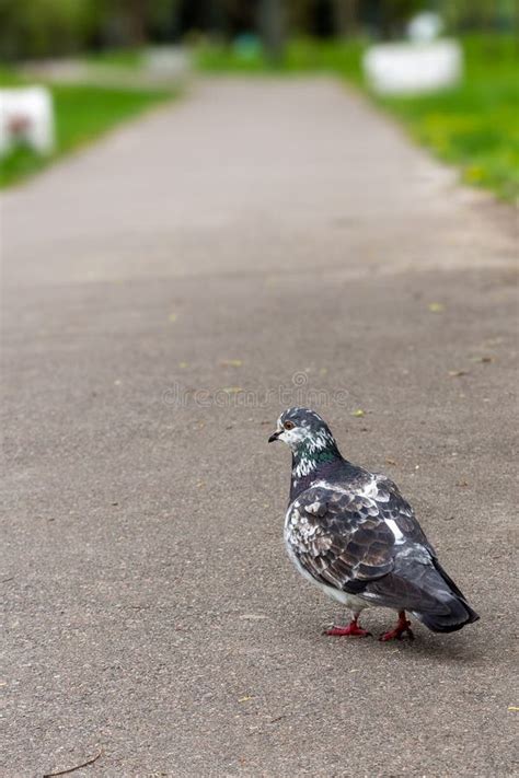 City Life Pigeon Looking For Food 1 Stock Photo Image Of Green