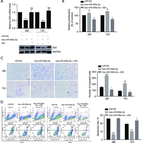 A Reversed Mir A P Overexpression Mediated Effects On Bladder