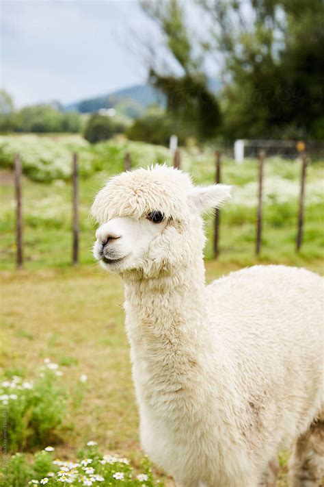 Cute White Alpacas