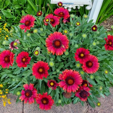 Gaillardia X Grandiflora Mesa Red Mesa Series Syn Gaillardia Red