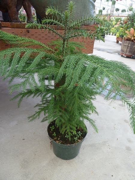 Araucaria Heterophylla