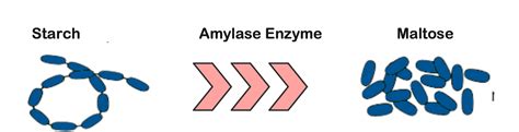 Enzymes And Digestion Revision Notes • Gcse Biology And Science Exam Notes And Quizzes Gcse Co Uk