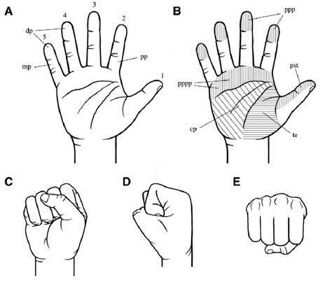 Digits Anatomy