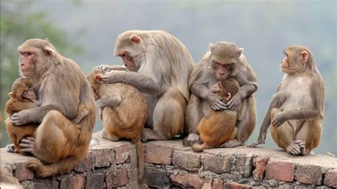 Monkey Fever Symptoms Prevention And More You Need To Know Herzindagi