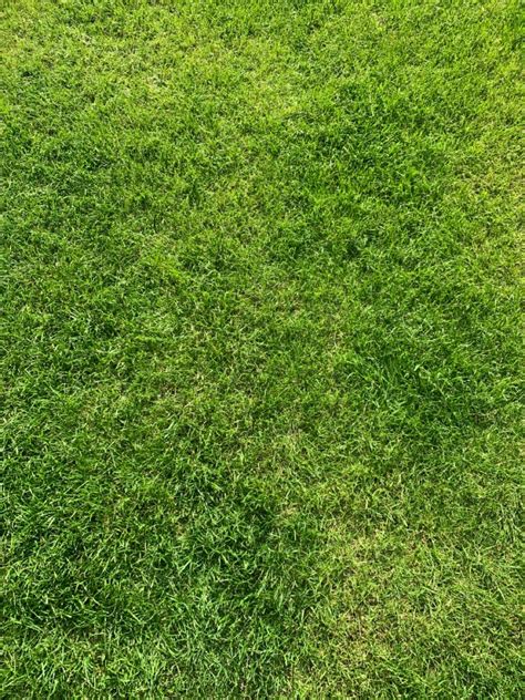 Seamless Green Grass Texture 01 Artofit