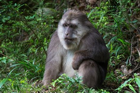 Top 10 Iconic Chinese Animals - Animals Around The Globe