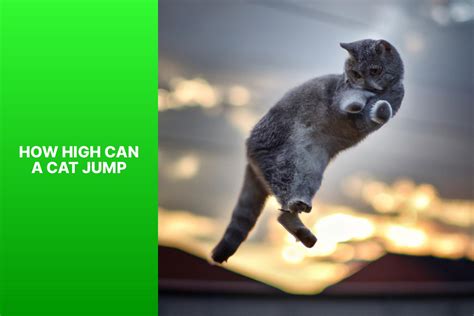 Exploring The Limits How High Can A Cat Jump Mastering Feline Jumping