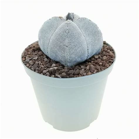 Astrophytum Myriostigma Cv Onzuka Quadricostatum V Type 14 Cm