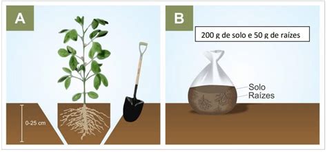 Nematoides Descubra Se Eles Est O Presentes Sua Rea E Como Controlar