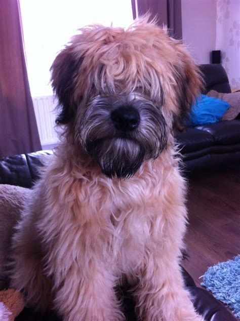 Ted The Soft Coated Wheaten Terrier At 23 Weeks