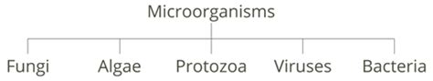 Introduction To Microorganisms — Lesson Science State Board Class 8