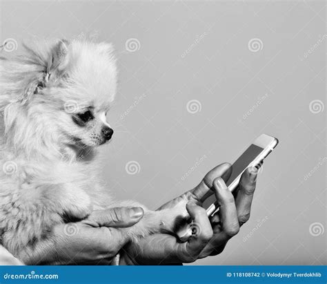 Cute Pomeranian Dog Using Smartphone In Female Hands Stock Photo