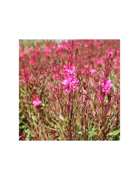 Gaura Lindheimeri Gaudi Red