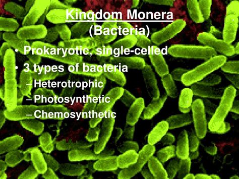 Ppt Kingdom Monera Bacteria Powerpoint Presentation Free Download