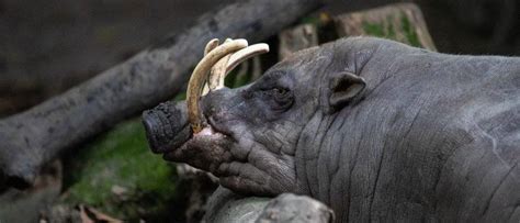 Babirusa Pictures - AZ Animals