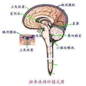 脑脊液 解剖学 医学百科