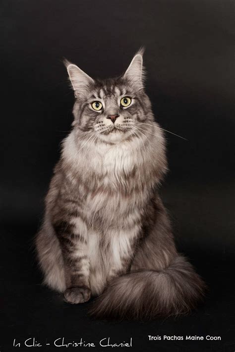 Hanko Des Trois Pachas Maine Coon M Le Black Silver Mackerel Tabby