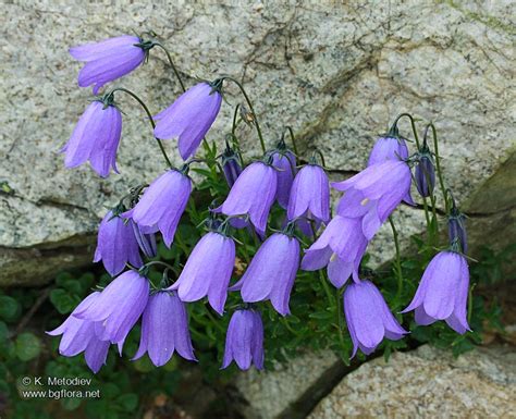 Campanula Cochlearifolia Picture 2 The Bulgarian Flora Online