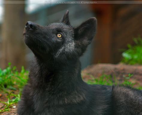 Timberwolf Pup4 by Khalliysgraphy on DeviantArt