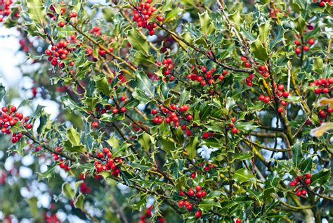 English Holly Ilex Aquifolium Care And Growing Guide