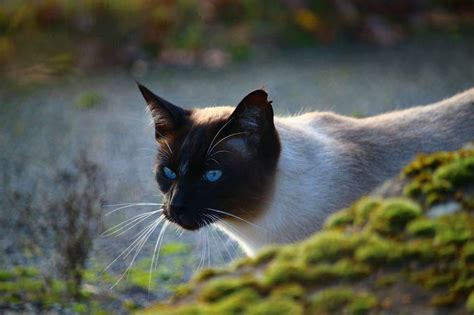 Il gatto Siamese: le cose da sapere prima di averlo! - consigli animali domestici