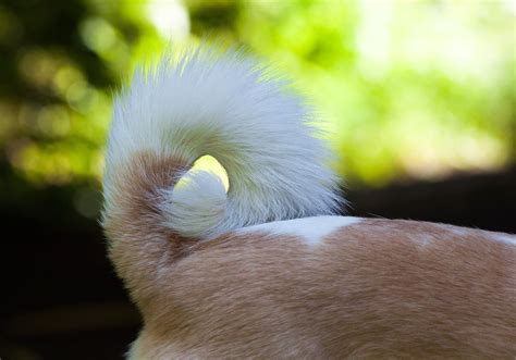 Why Is My Dogs Tail Suddenly Limp