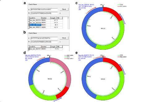 Checking The Specificity Of Circrna Primers A Checking The Specificity