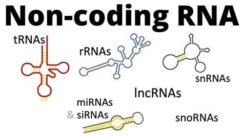 Non Coding Rnas Affect Breast Cancer Development Through The Notch