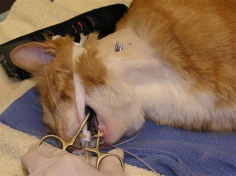 Esophagostomy Tube Placement In Cats At Zoe Nixon Smith Blog