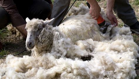 Comment Tondre Un Mouton Quatrepattessousuntoit Fr